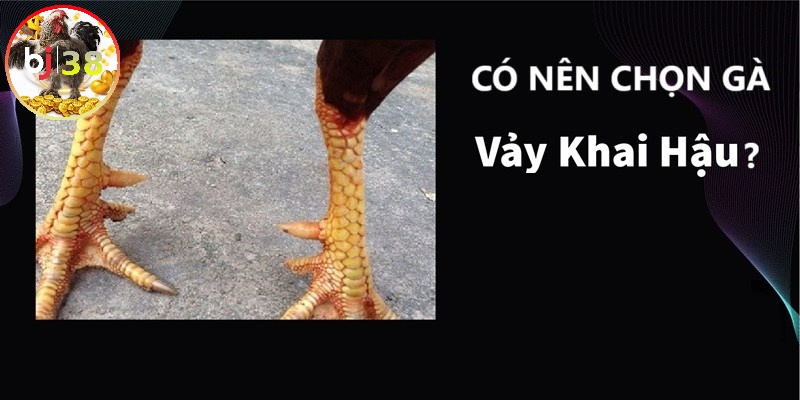 Có nên chọn gà có vảy này không? 