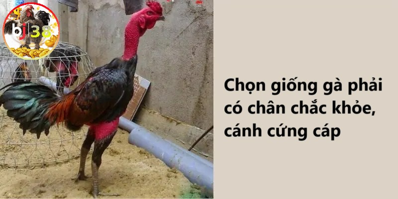 Cách chọn gà chọi cánh tiên 