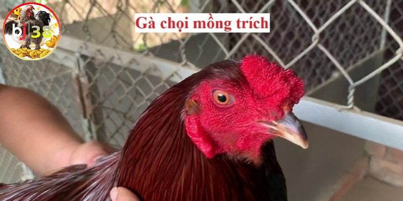 Đặc điểm gà mồng trích 