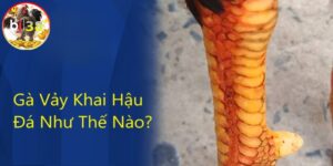 Sức đá gà này như thế nào? 