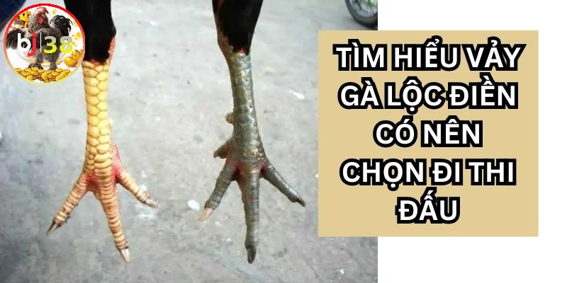 Gà vảy Lộc Điền có nên thi đấu?