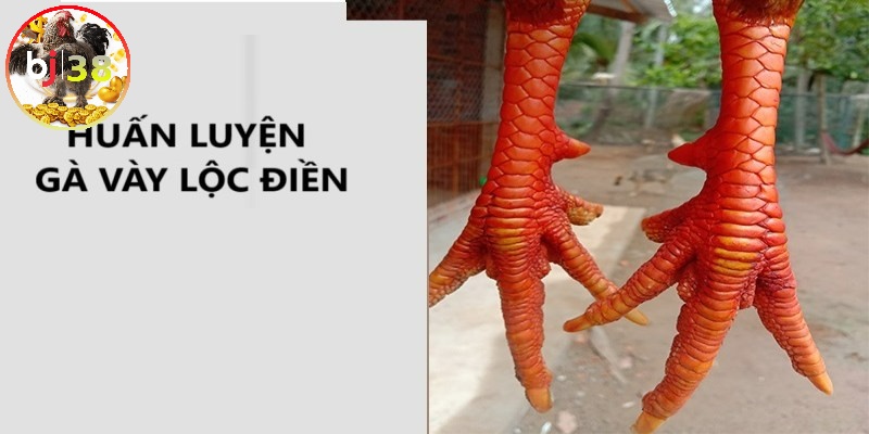 Huấn luyện gà có vảy Lộc Điền 