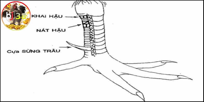 Vảy khai hậu nghĩa là gì? 