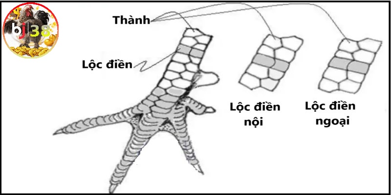 Cách nhận biết vảy gà Lộc Điền 